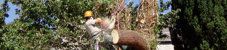 tree surgery in dorset